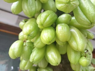 Bilimbi fruit on the tree. Bilimbi produces small, oblong, green to yellowish-green fruits that are intensely sour and acidic. The fruits are typically 4 to 10 centimeters long and 1 to 2 centimeters