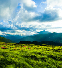 panoramic scene, wonderful blooming season, plantation summer red pink rhododendrons flowers on the hills of Carpathian mountains, Chornohora (Chornogora) range, June, nscarpathian region, Ukraine