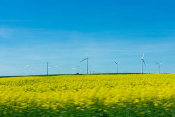 Field of yellow flowers with windmills in the background. The windmills are in the distance and are not visible in the foreground.