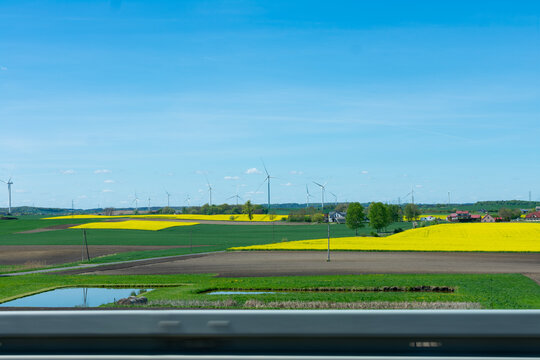 Field of yellow flowers with a blue sky in the background. There are several wind turbines in the distance.