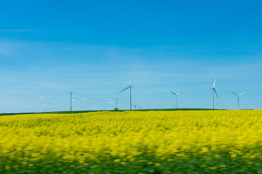 Field of yellow flowers with windmills in the background. The windmills are in the distance and are not visible in the foreground.