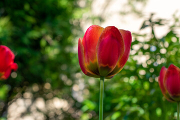 Fototapeta premium Red flower with a yellow center. The flower is in the middle of a green bush. The flower is the main focus of the image.