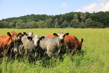 Rinderherde in Nahaufnahme auf der Weide