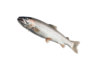 Grey fish leaping, side view