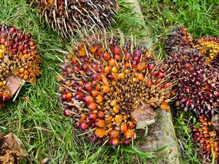 oil palm fruit after Harvest