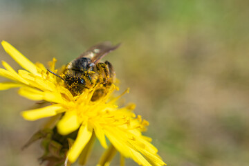 Close-up of a bee covered in pollen collecting nectar from a bright yellow dandelion flower on a sunny day.