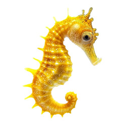 seahorse close up, isolate on transparent white background