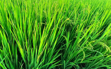 A lush green rice paddy plant with rice ear under sunlight