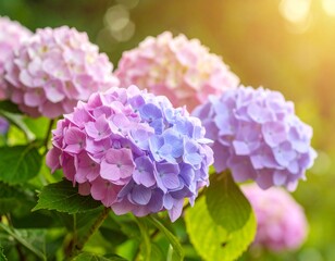 Fototapeta premium きれいな紫陽花