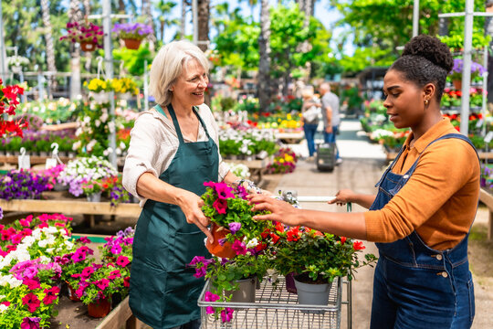 Florist helping customer choosing blooming flowers in garden center
