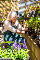 Senior gardener taking care of bonsai tree in plant nursery