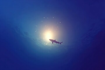 Fototapeta premium Majestic Shark Silhouetted Against a Mysterious Sunlit Underwater Scene with Soft Circles of Light and Uniform Blue Background