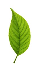 Obraz premium Emerald Simplicity