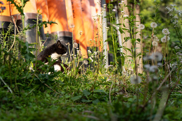 Cat on the grass field with dandelion flowers