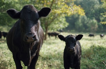 Fototapeta premium Black Cow with Calf Standing in Grassy Green Field