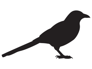 MAGPIE SILHOUETTE