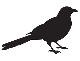 MAGPIE SILHOUETTE