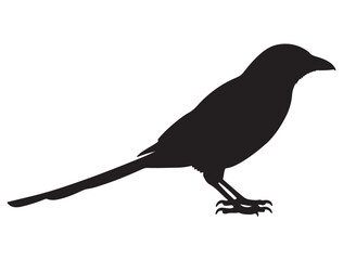 MAGPIE SILHOUETTE