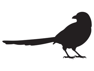 MAGPIE SILHOUETTE