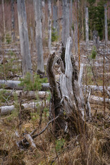 Stump of decayed tree in barren forest landscape. Evo Hiking Area, Finland