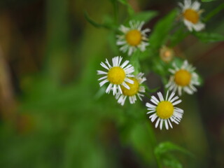 白い花と雨の雫
