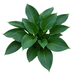 Vibrant Green Hosta Plant: Lush Foliage Overhead View on transparent background