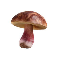 Edible Mushroom with Brown Cap and Pink Stem on transparent background.