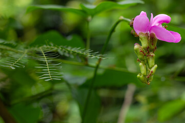 Small ants crawling on the buds of a pink flower in a garden. Macro image showing the interaction between insects and plants in nature.
