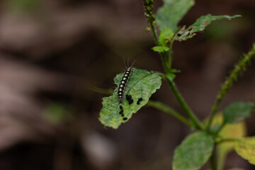 Close-up of a hairy caterpillar eating a green leaf in nature. Image of the insect life cycle and garden pests