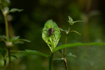 A dark spider sitting on a young green leaf in a garden, against a blurred background. Macro photograph of wildlife
