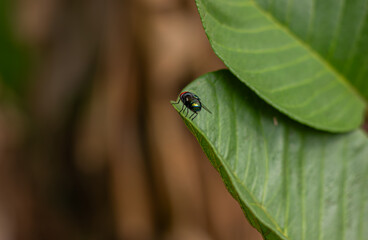 Close-up of a metallic, iridescent fly resting on the edge of a green leaf. Macro photography of insects in nature