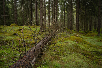 Fallen tree in a pine forest.