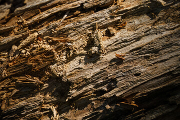 Surface of decaying tree trunk in nature