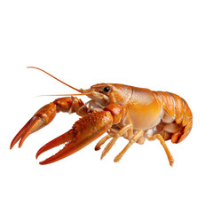 Lobster A Delicious Marine Crustacean on transparent background.