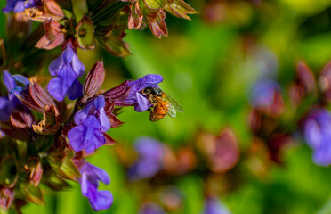Honeybee on Purple Flower in Queen Elizabeth Park, Vancouver