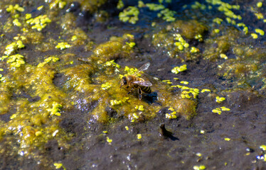 Bee on Mossy Surface with Duckweed in Sunlight, Queen Elizabeth Park