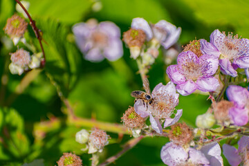 Close Up of a Bee on a Purple Flower in Queen Elizabeth Park