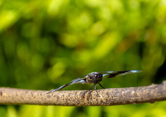 Close Up of a Dragonfly on a Branch in Queen Elizabeth Park, Vancouver