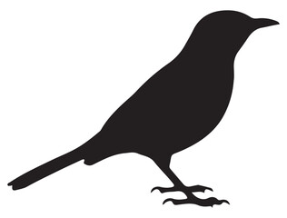 MOCKINGBIRD SILHOUETTE