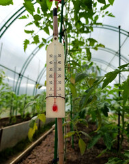 Thermometer in the greenhouse with tomatoes on a summer day. Measuring air temperature in agriculture