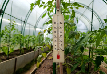 Thermometer in the greenhouse with tomatoes on a summer day. Measuring air temperature in agriculture