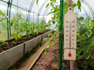 Thermometer in the greenhouse with tomatoes on a summer day. Measuring air temperature in agriculture