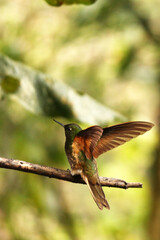 Valle de Cocora - Hummingbird