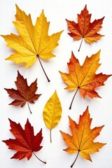 Group of oak leaves, various autumn hues, white backdrop , plant, still life