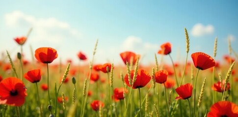 Naklejka premium Intense red poppies dotting a waving field of barley, sunny day , petals, rural