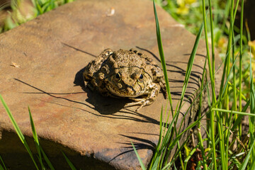 Frog sits on stone among green vegetation and moss near shallow pond, harmoniously blending into environment. Blurred background. Nature concept for design