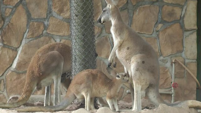 A mother kangaroo feeding her baby kangaroo