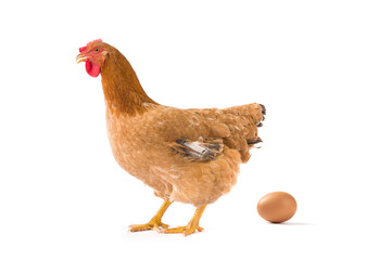 Brown chicken with an egg isolated on a white background.