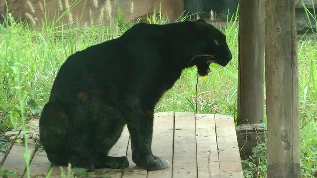 A Black Panther sitting outdoor