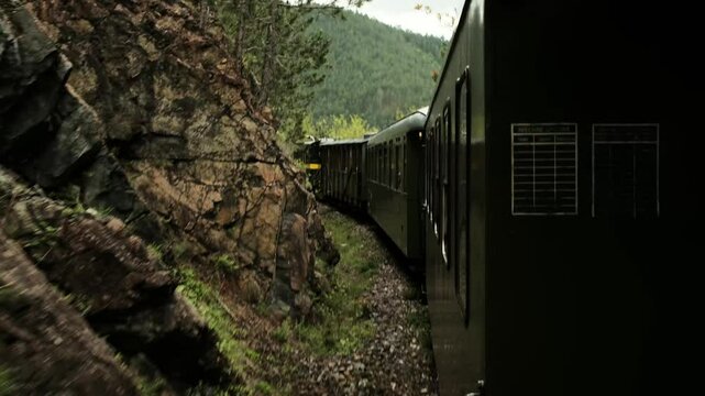 The iconic Shargan Eight tourist train rides through a pine forest in Mokra Gora, Serbia, surrounded by greenery and nature. A popular tourist destination